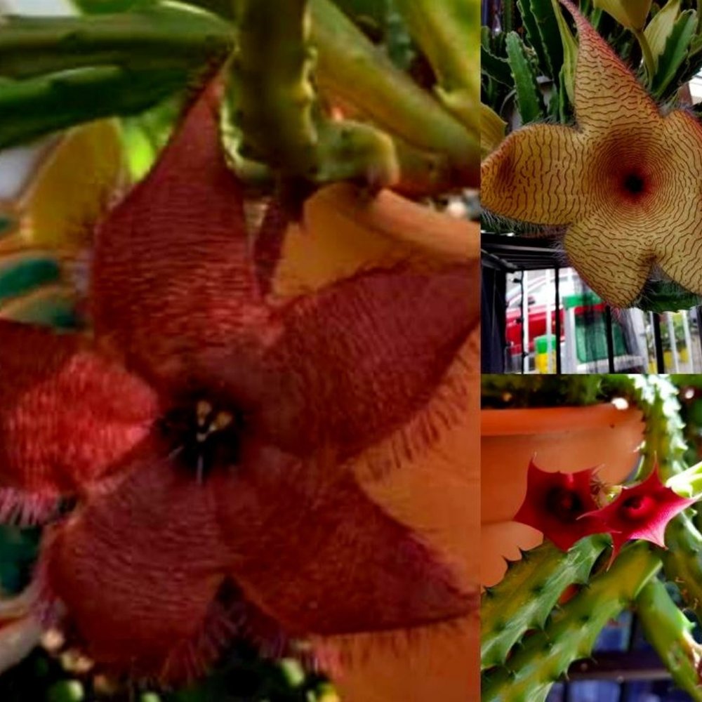 Stapelia Variety Pack, Stapelia Gigantea Zulu Giant, Stapelia Schinzii Carrion